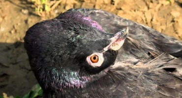 Proč holubi pískají, jak je léčit a kolik dní nemoc pomine